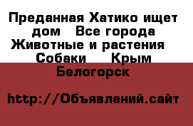 Преданная Хатико ищет дом - Все города Животные и растения » Собаки   . Крым,Белогорск